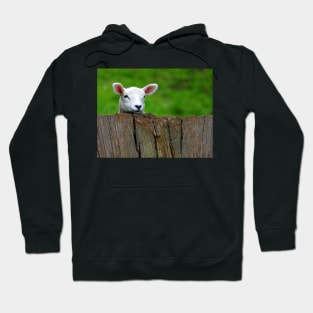 cute Lamb hiding Hoodie